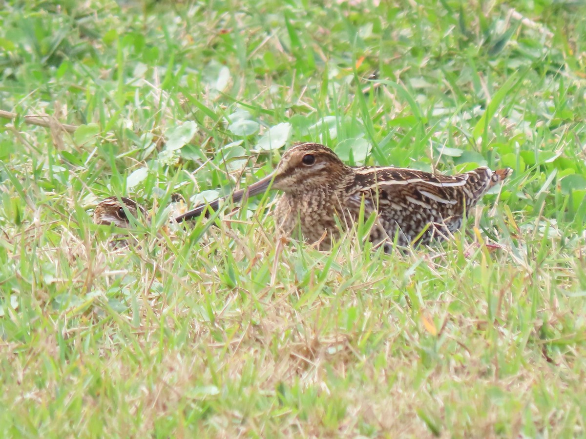Wilson's Snipe - ML646652382