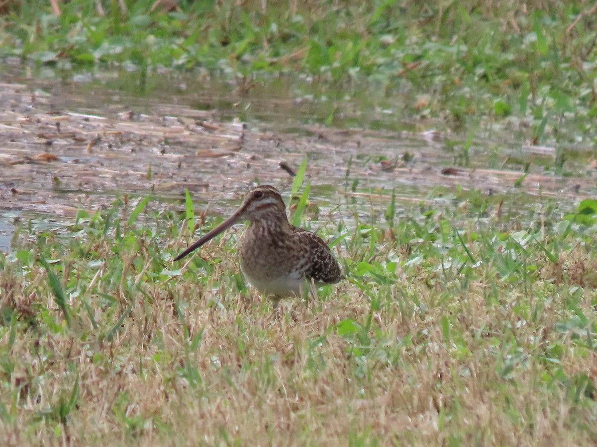 Wilson's Snipe - ML646652383