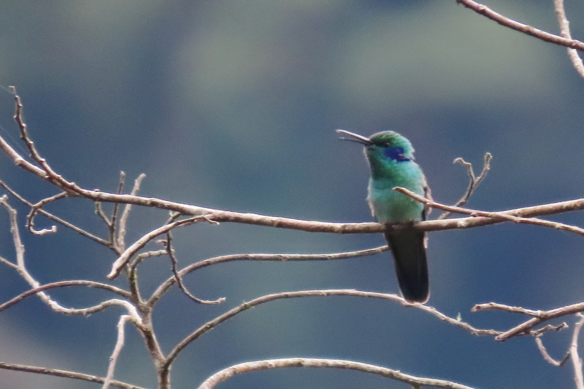 Lesser Violetear - ML646652385
