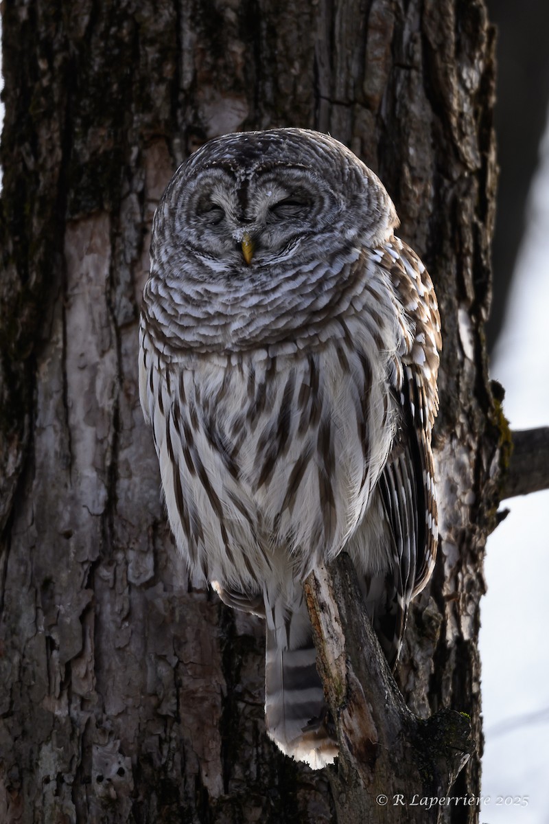 Barred Owl - ML646652389