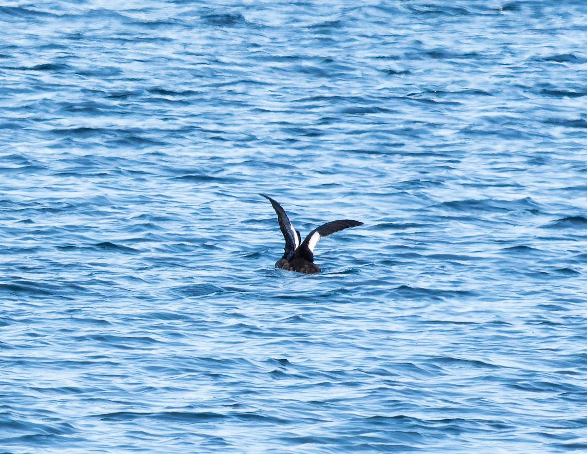 White-winged Scoter - ML646652390