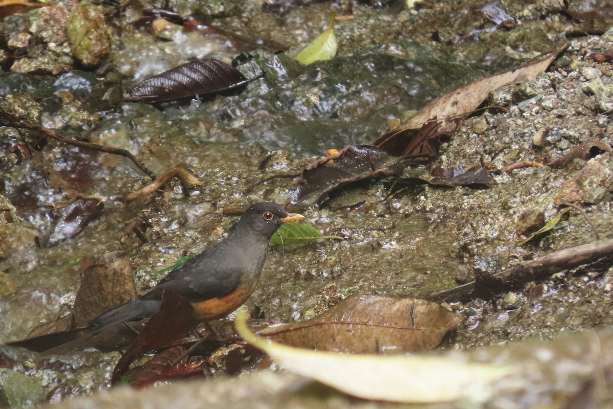 Chestnut-bellied Thrush - ML646652392