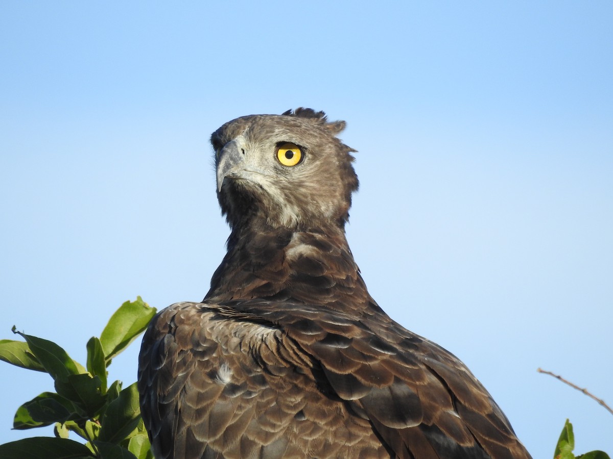 Martial Eagle - ML646652394