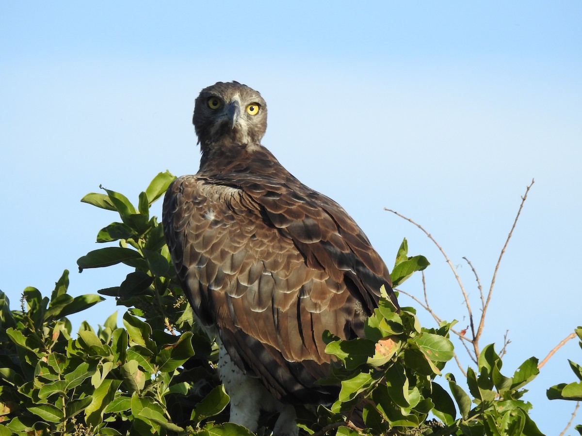 Martial Eagle - ML646652395