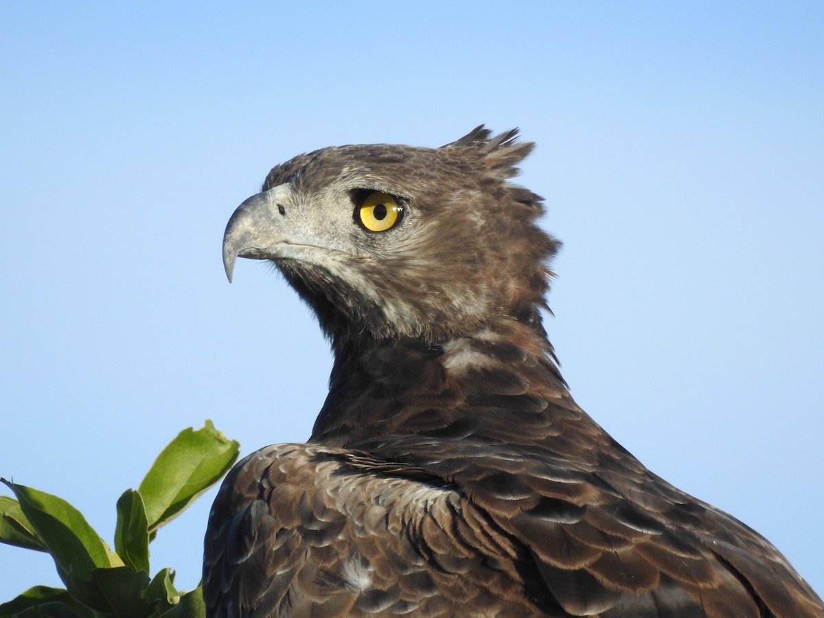 Martial Eagle - ML646652396