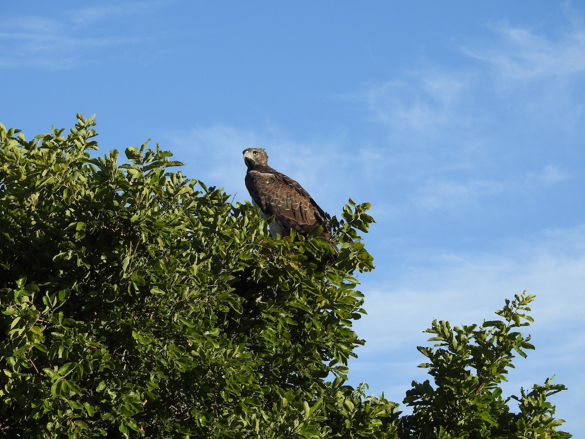 Martial Eagle - ML646652397