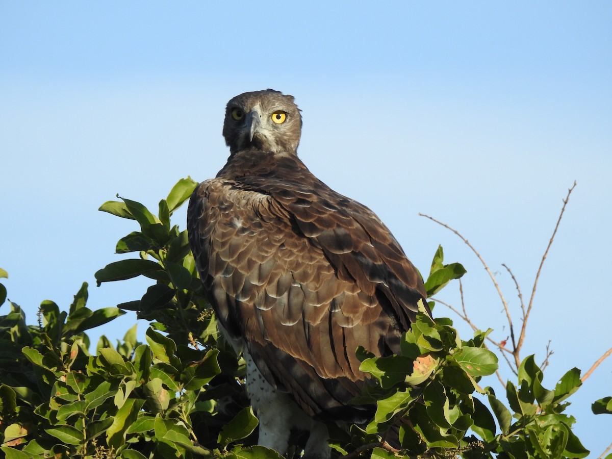 Martial Eagle - ML646652398