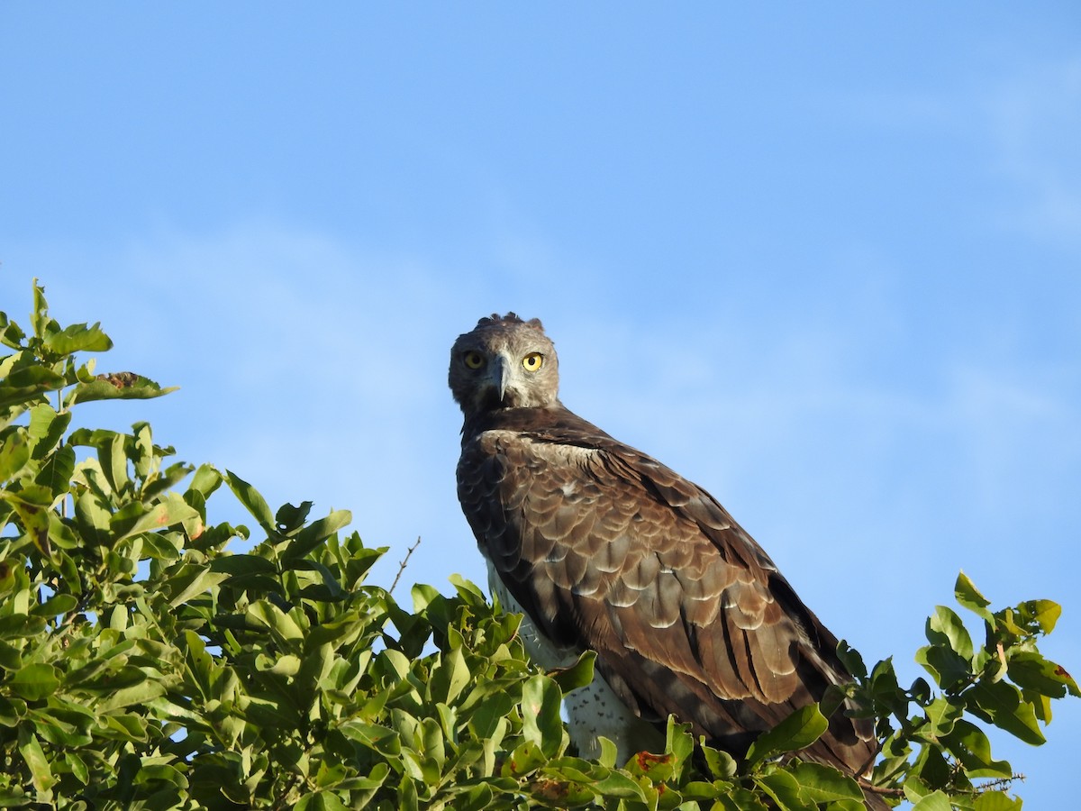 Martial Eagle - ML646652399