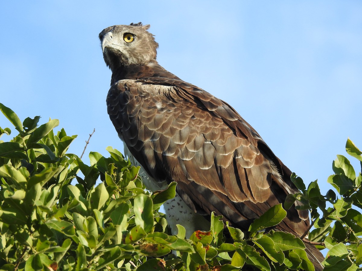 Martial Eagle - ML646652400