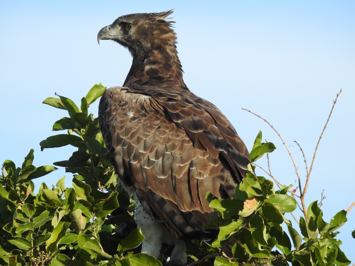 Martial Eagle - ML646652403