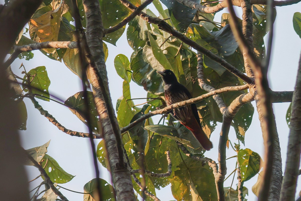 Maroon Oriole - ML646652408