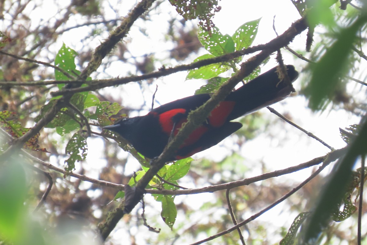 Red-bellied Grackle - ML646652409