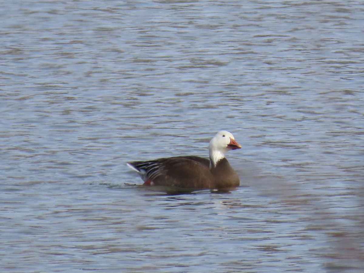 Snow Goose - ML646652410