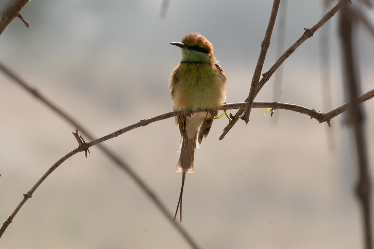 שרקרק חום כיפה - ML646652411