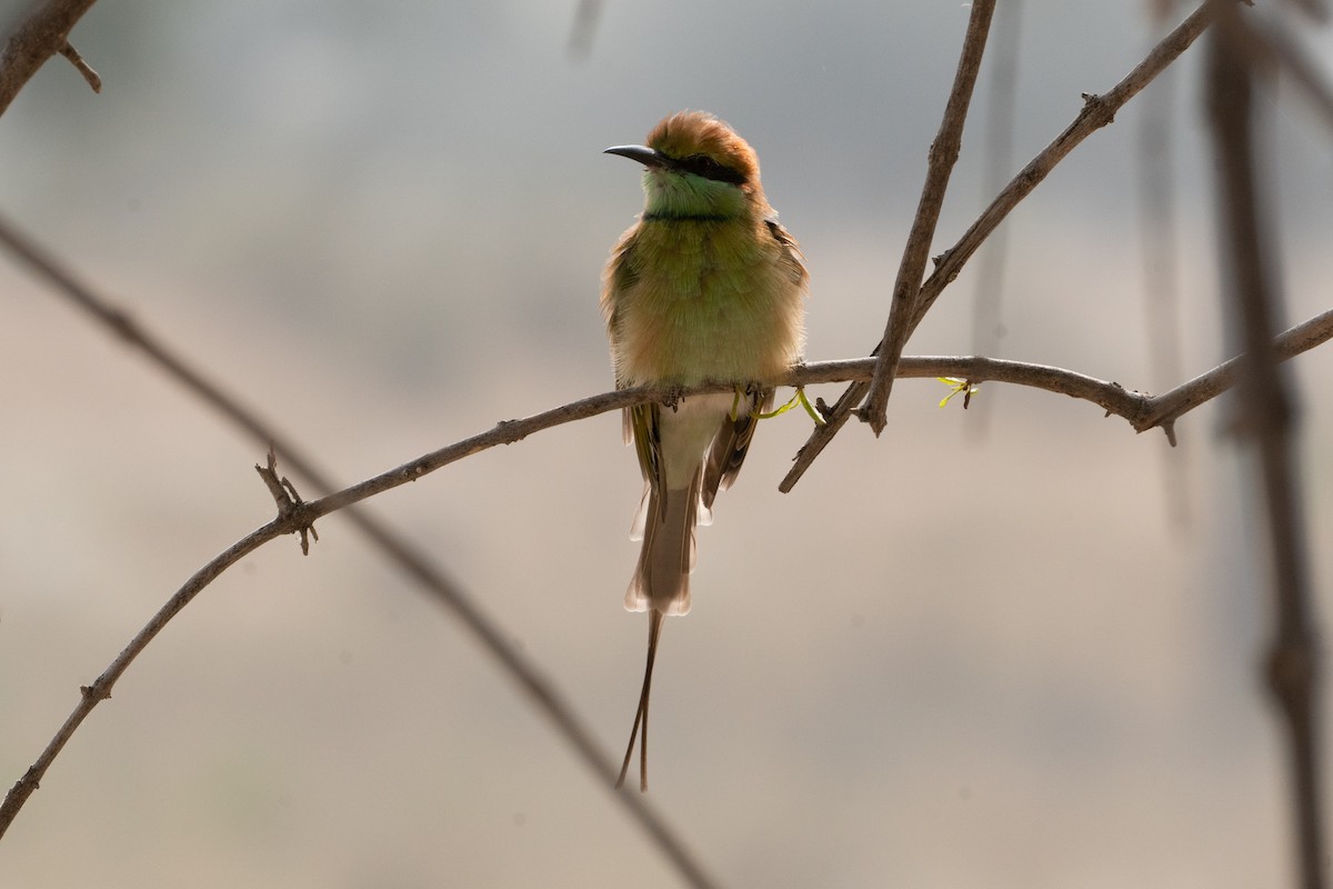 שרקרק חום כיפה - ML646652412