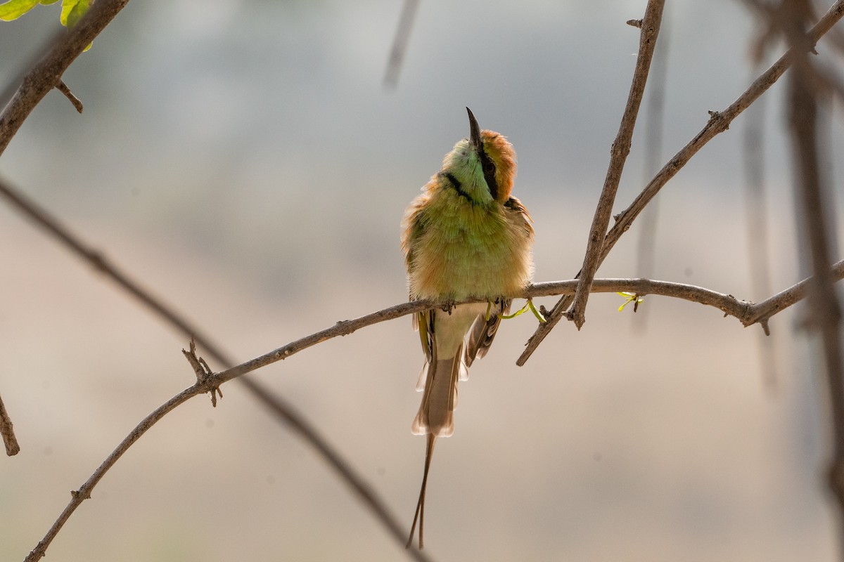 שרקרק חום כיפה - ML646652414