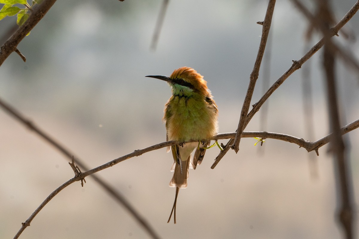 שרקרק חום כיפה - ML646652415