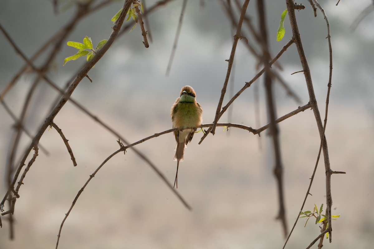 שרקרק חום כיפה - ML646652416