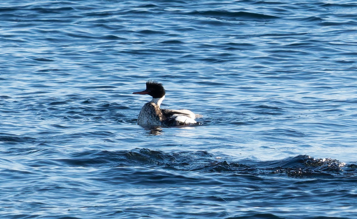 Serreta Mediana - ML646652418