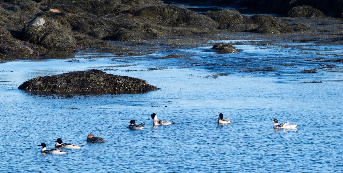 Serreta Mediana - ML646652419