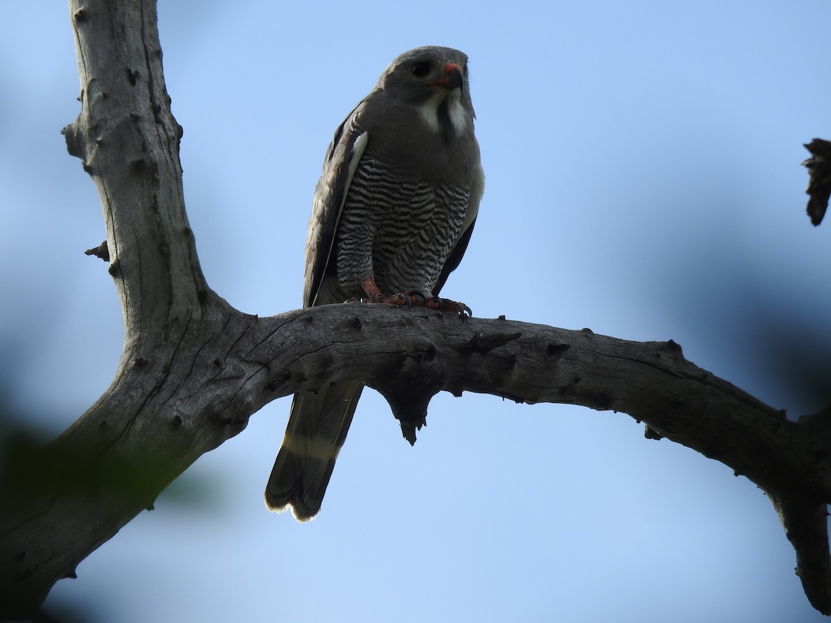 Lizard Buzzard - ML646652420