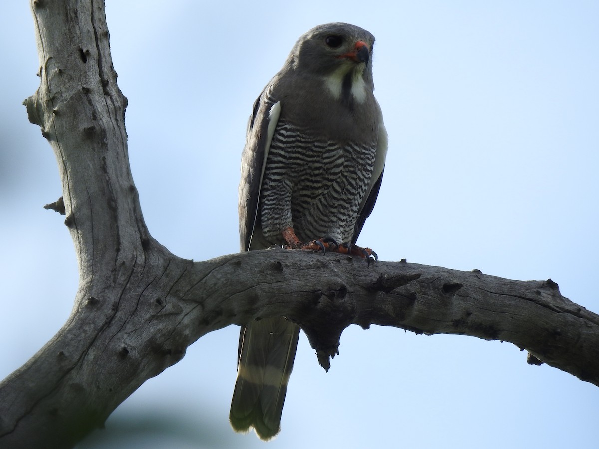 Lizard Buzzard - ML646652421