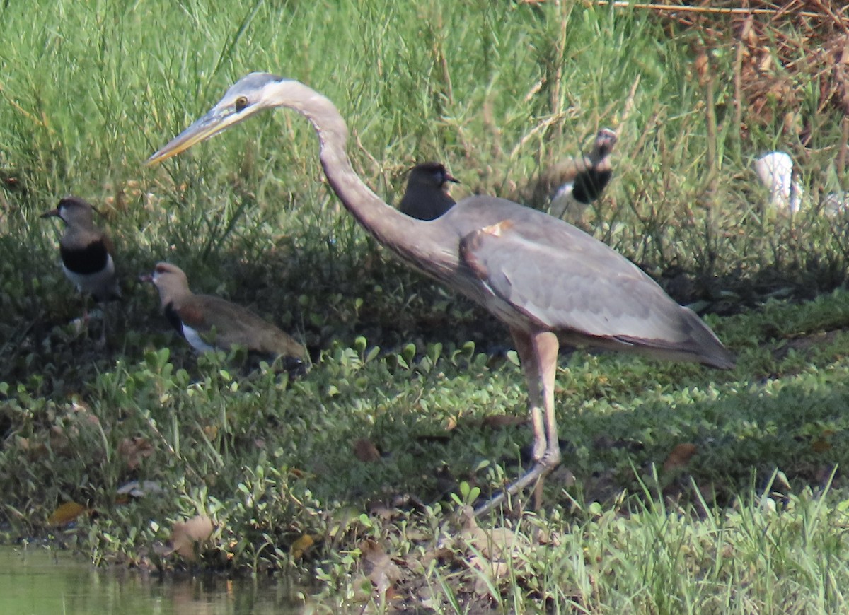 Great Blue Heron - ML646652422