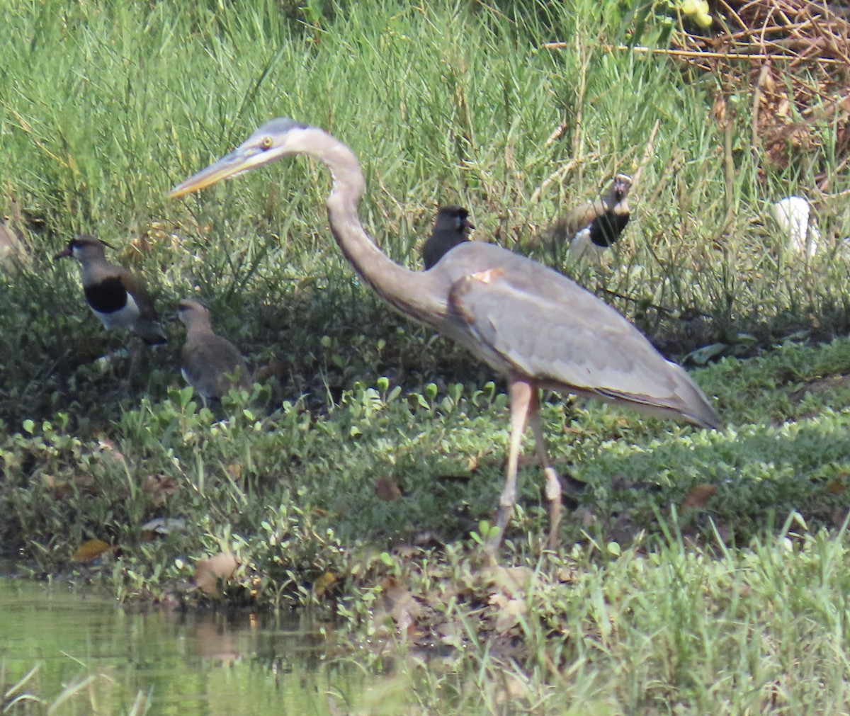 Great Blue Heron - ML646652423
