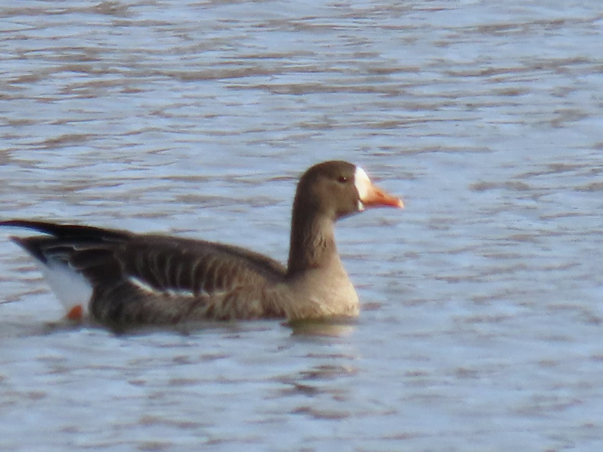 白額雁 - ML646652424