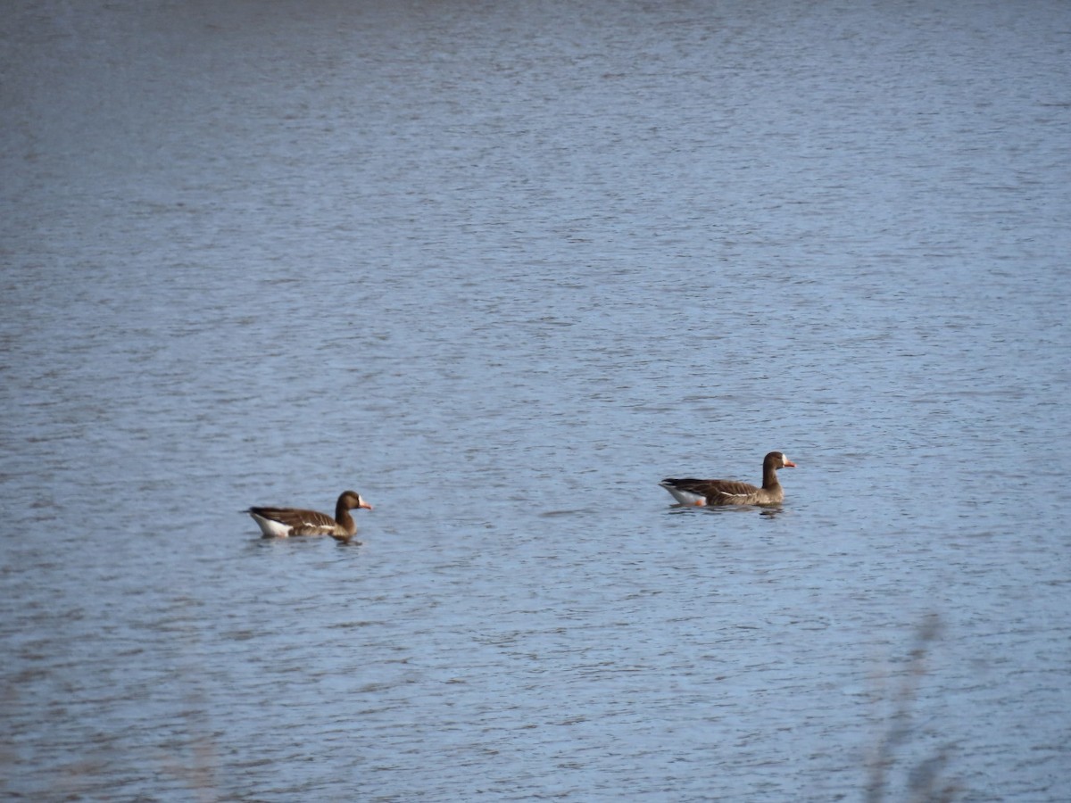 白額雁 - ML646652425