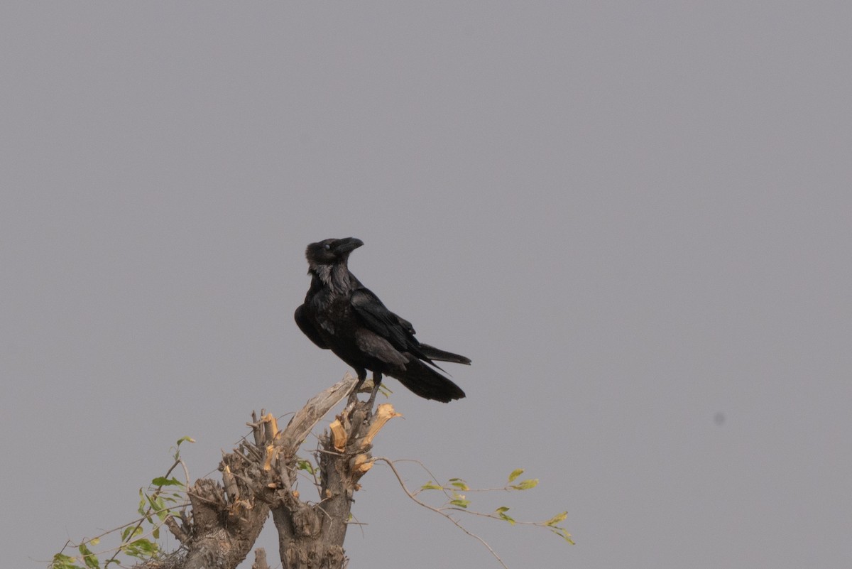 עורב שחור - ML646652428