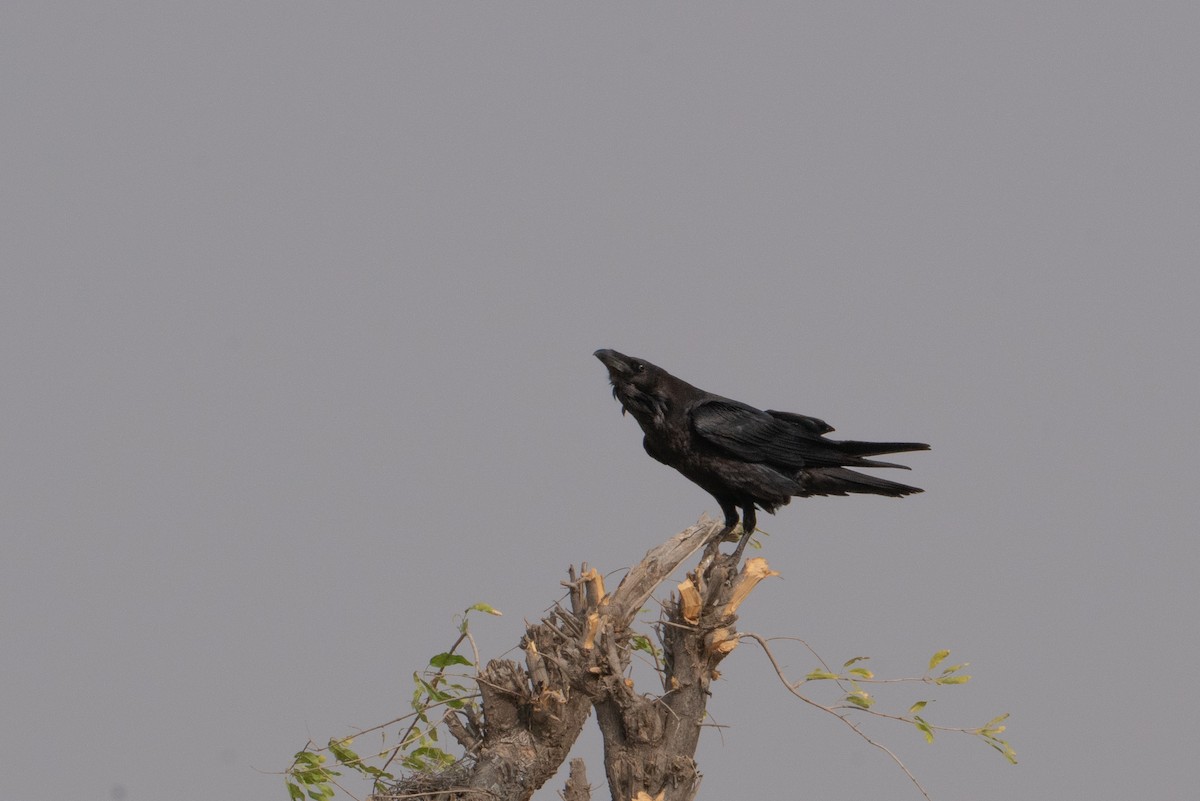 עורב שחור - ML646652429