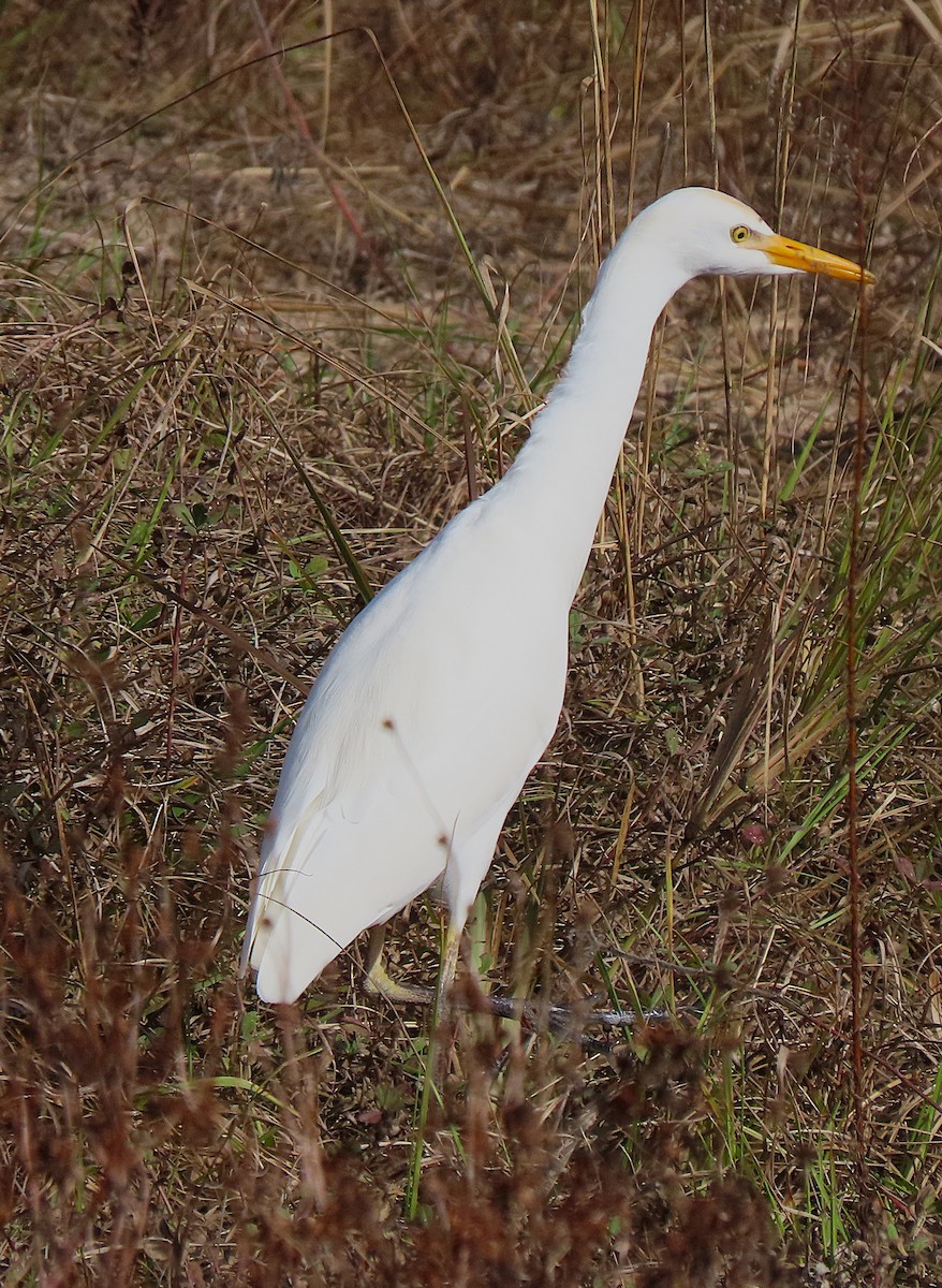 Western Cattle-Egret - ML646652431