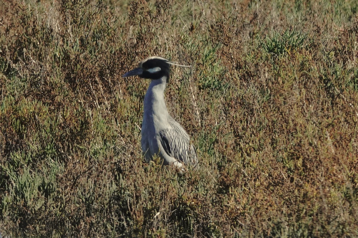 Yellow-crowned Night Heron - ML646652432