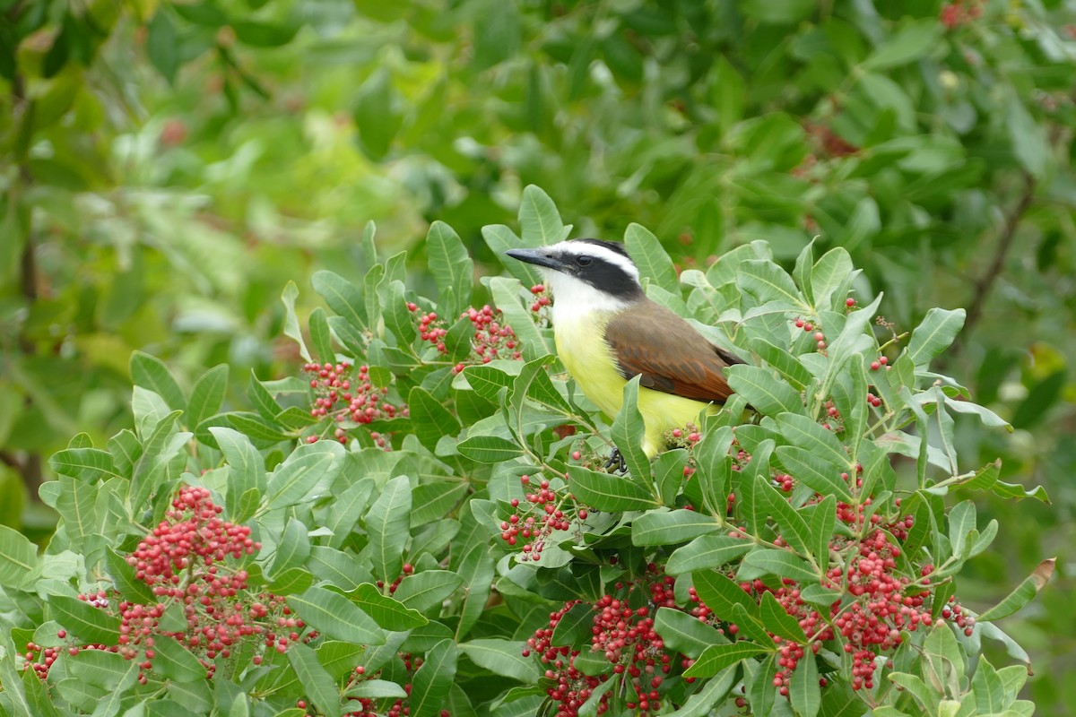 キバラオオタイランチョウ - ML646652433