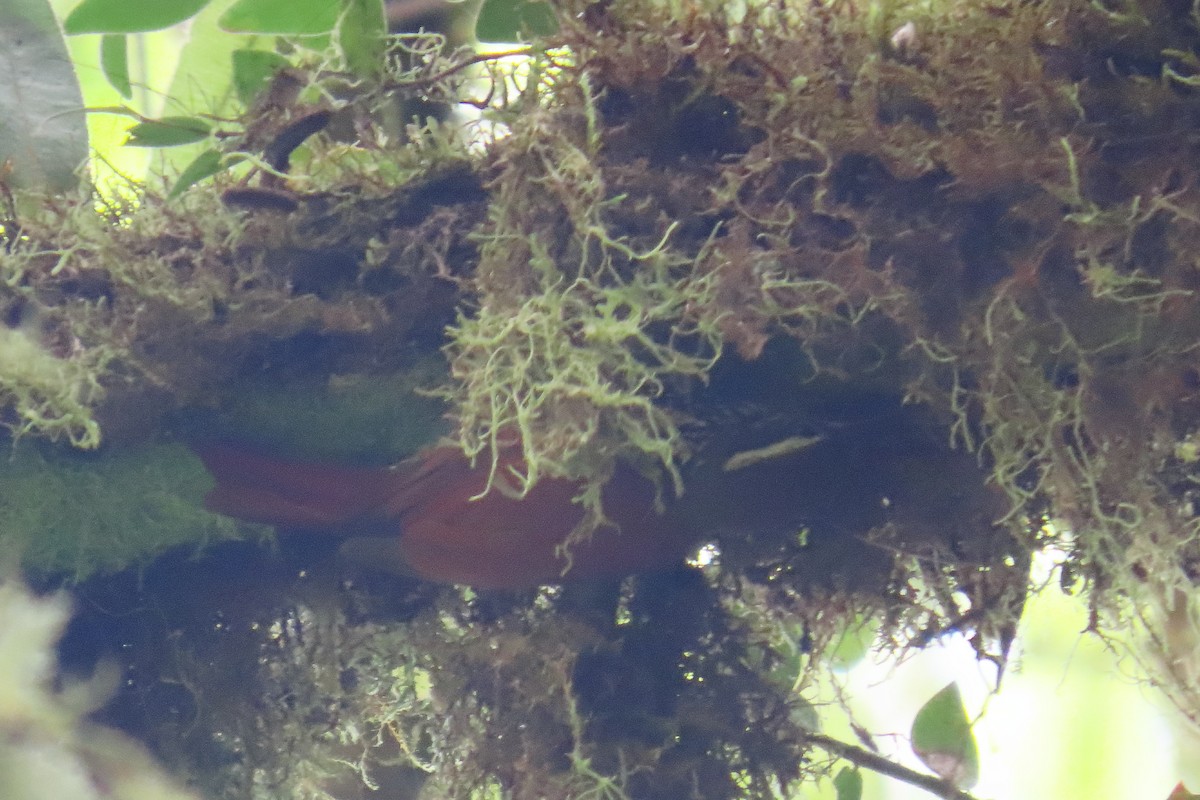 Pearled Treerunner - ML646652434