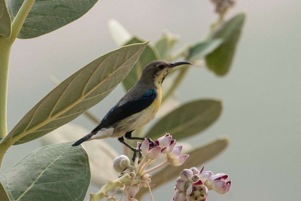 צופית סגולה - ML646652437