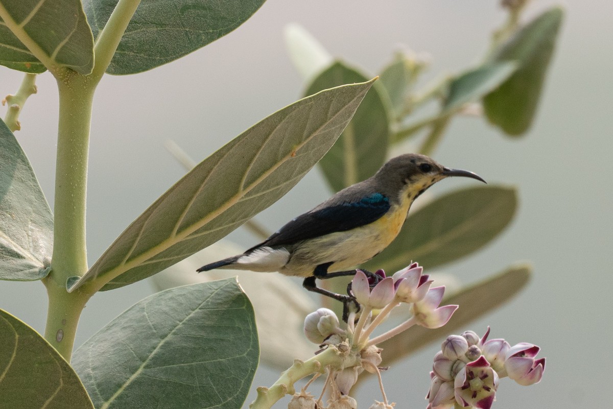 צופית סגולה - ML646652438