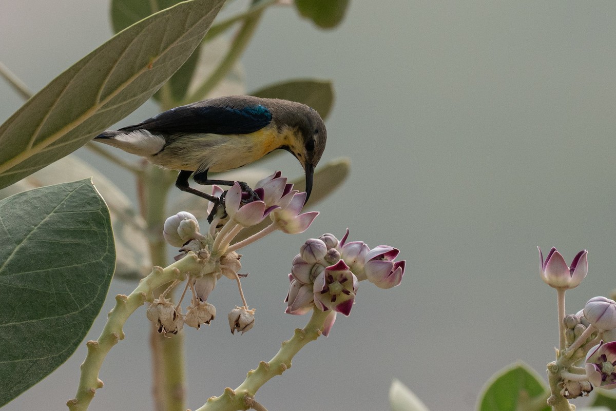 צופית סגולה - ML646652439