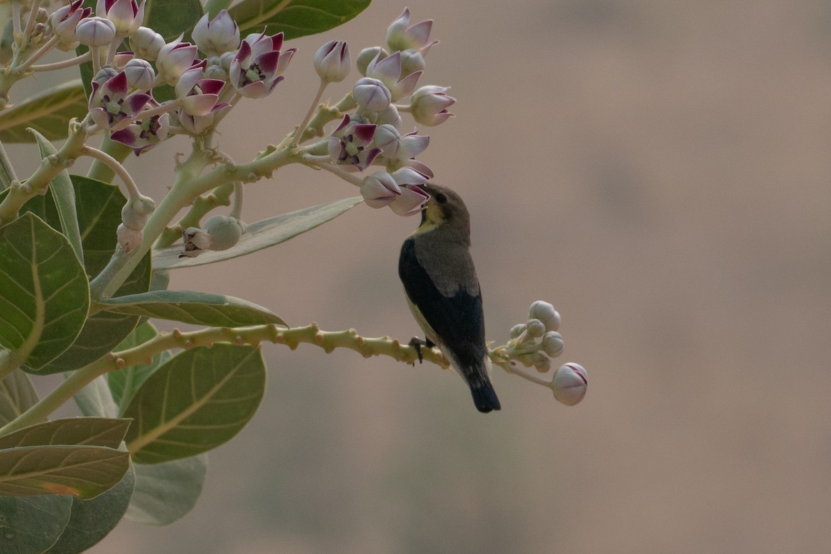 צופית סגולה - ML646652440
