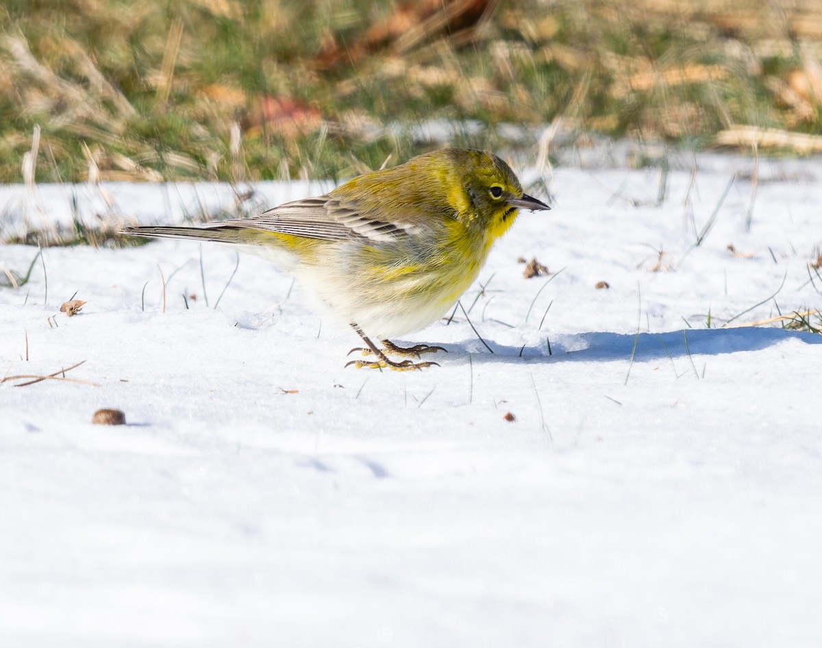 Pine Warbler - ML646652446