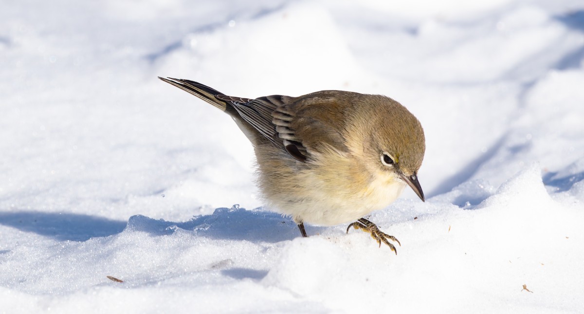 Pine Warbler - ML646652447