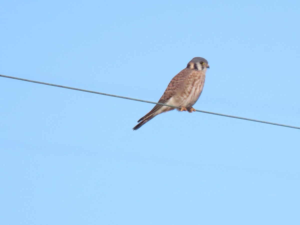 American Kestrel - ML646652449