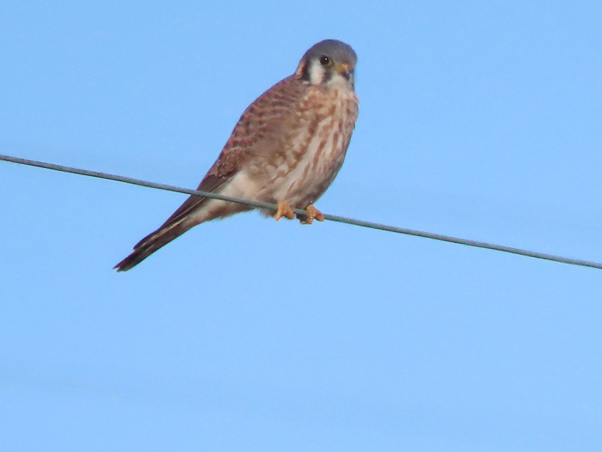 American Kestrel - ML646652450