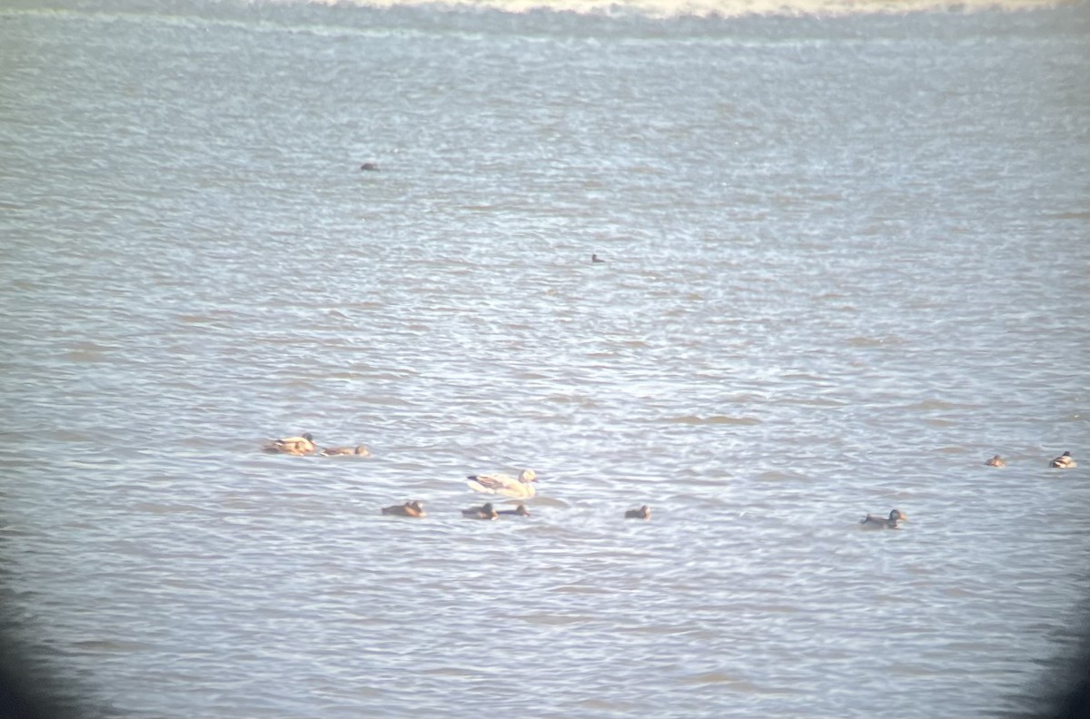 Oie des neiges - ML646652452