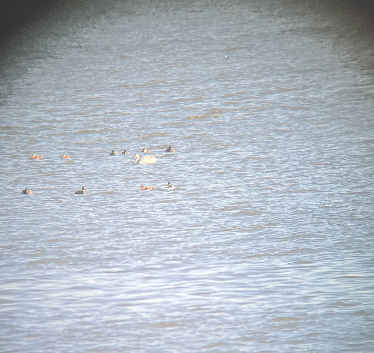 Oie des neiges - ML646652453