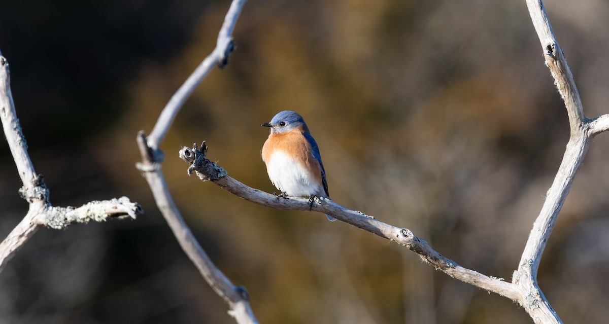 Eastern Bluebird - ML646652455