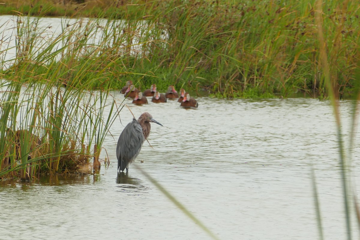 アカクロサギ - ML646652456