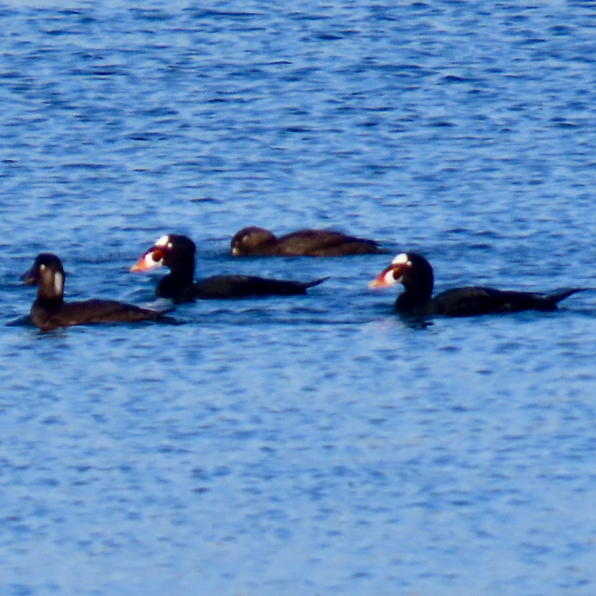 Турпан білолобий - ML646652458