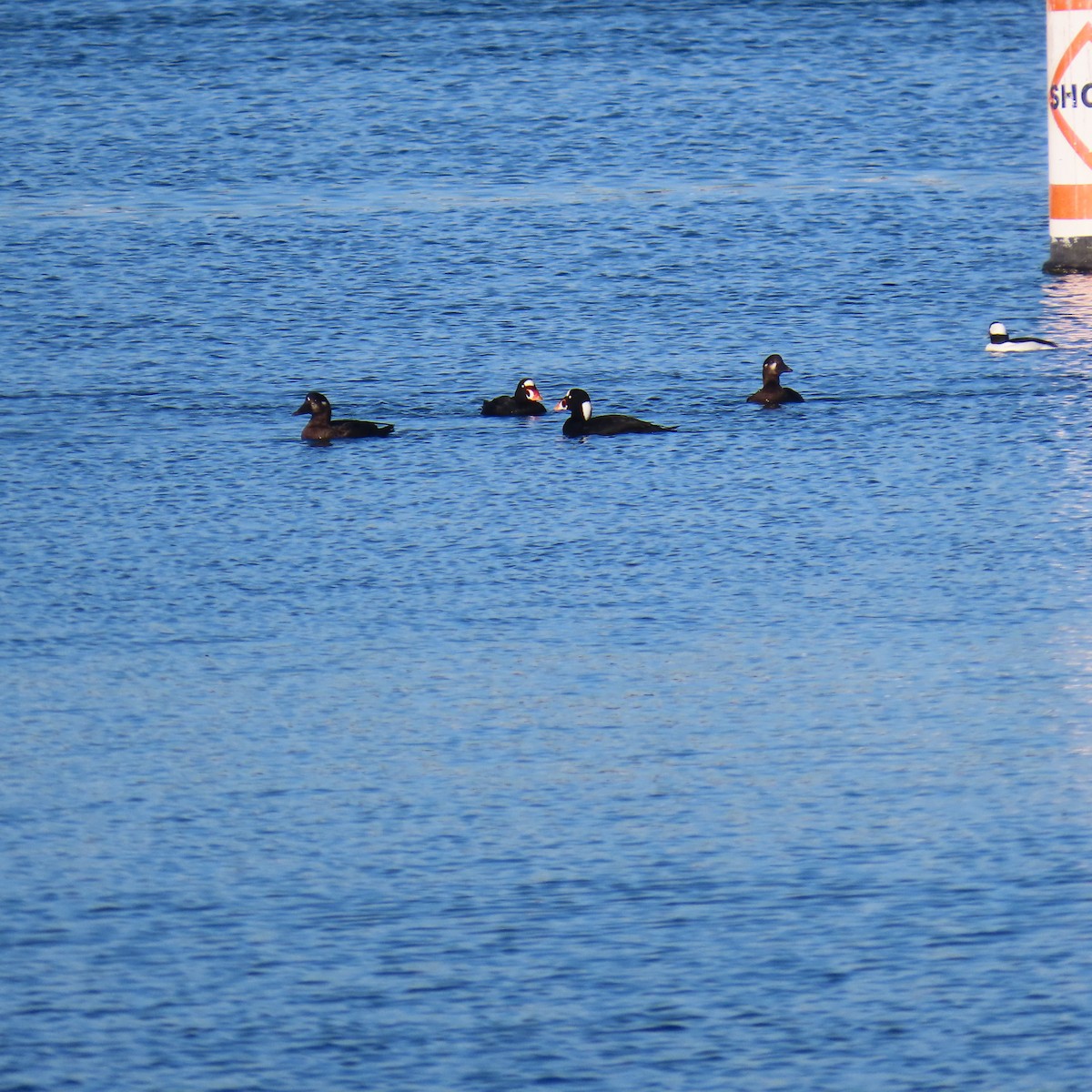 Турпан білолобий - ML646652459